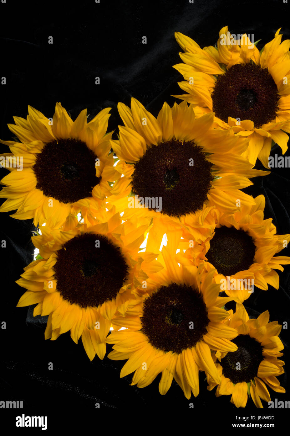 Sonnenblumen. Sonnenblumenköpfe. Stockfoto