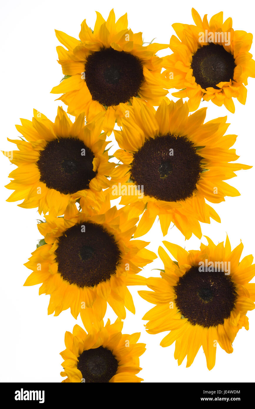 Sonnenblumen. Sonnenblumenköpfe. Stockfoto