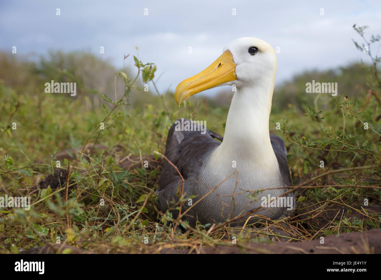 Südamerika, Ecuador, Galapagos-Inseln, Espanola oder Hood Island, geschwenkt Albatros (Phoebastria Irrorata), Erwachsene auf dem Nest sitzen. Stockfoto