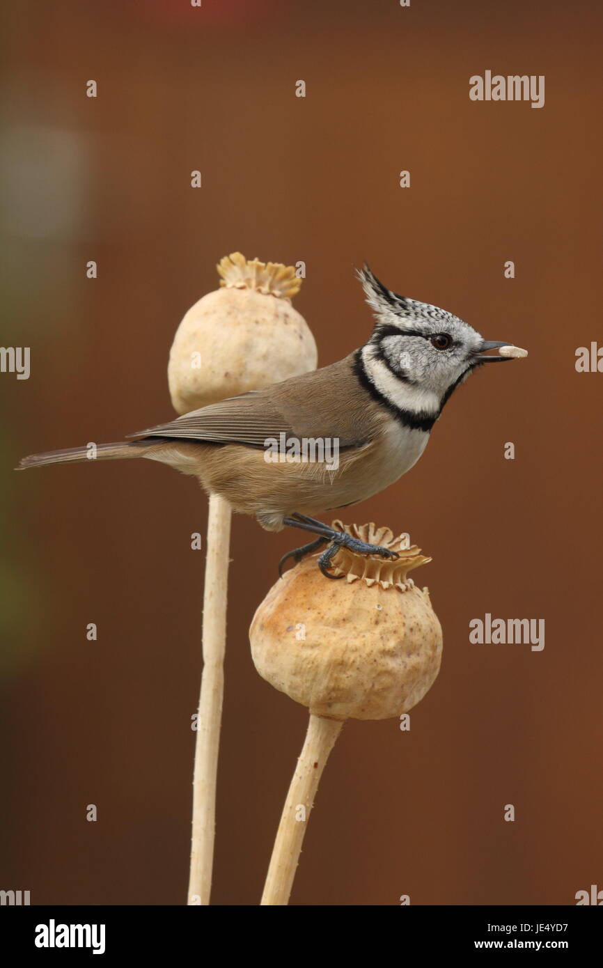 Haubenmeise lophophanes cristatus Stockfoto