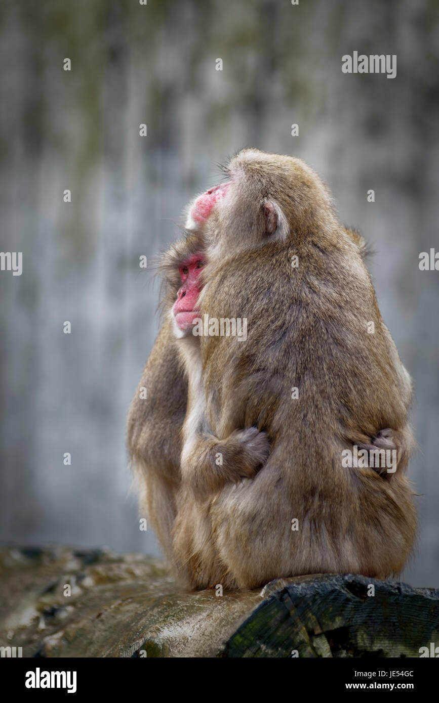 Japanische Makaken (Macaca fuscata) wärmen sich gegenseitig, indem sie eng beieinander sitzen. Stockfoto