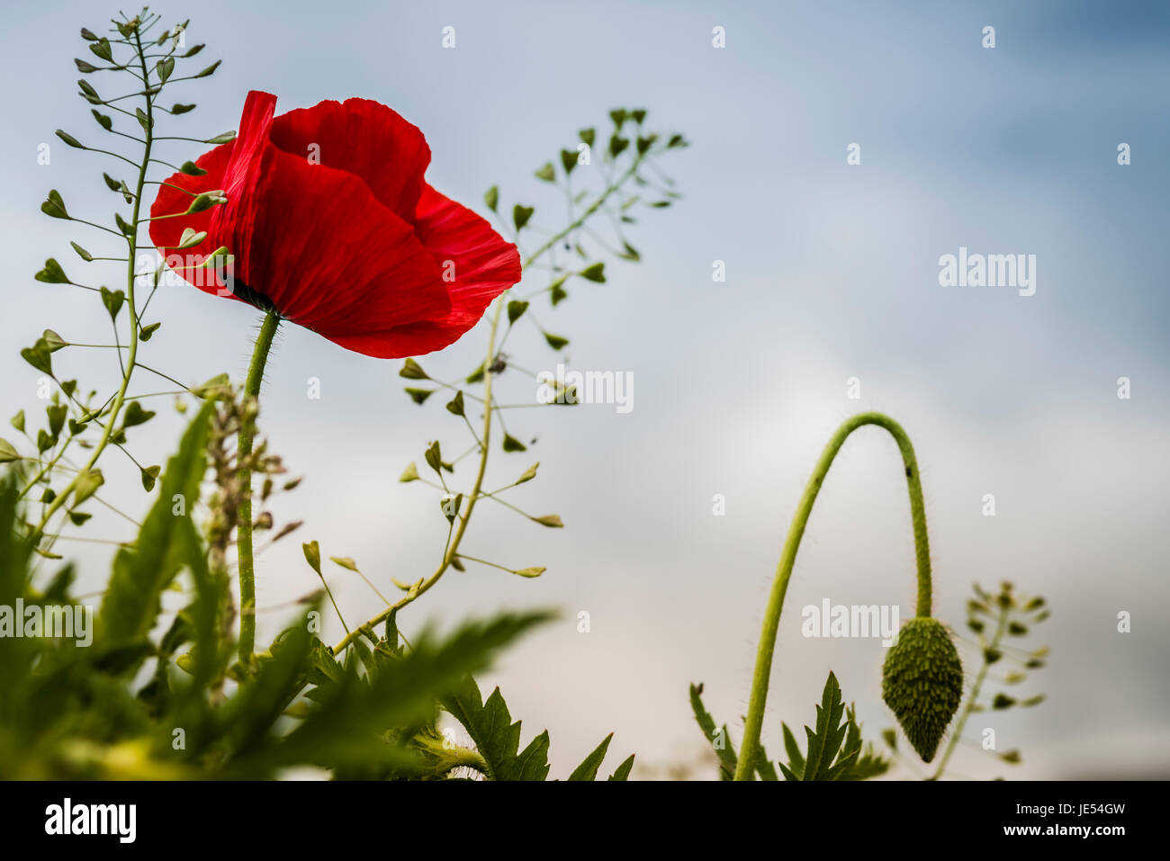 Eine blühende rote Mohnblume mit einer Knospe gedreht von Oberfläche gegen den blauen Himmel mit verschwommenen Wolken. Stockfoto