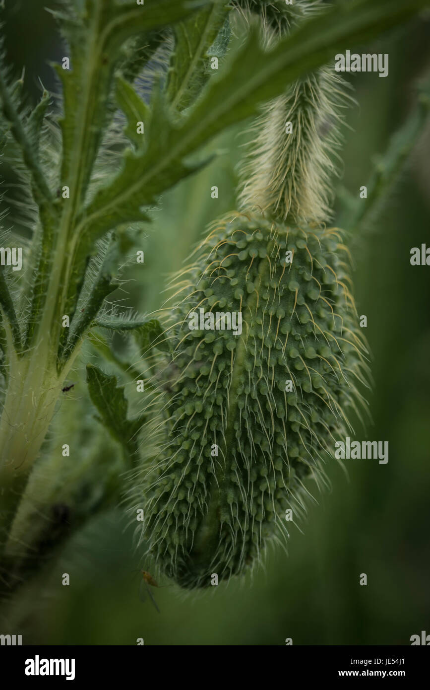 Eine Nahaufnahme einer Maismohnknospe mit einer geflügelten Pflanzenläuse. Es ist typisch für diese Pflanze, dass es sehr haarig ist. Bei der Blüte fallen die 2 Kelchblätter nach unten und die roten Blütenblätter erscheinen. Stockfoto
