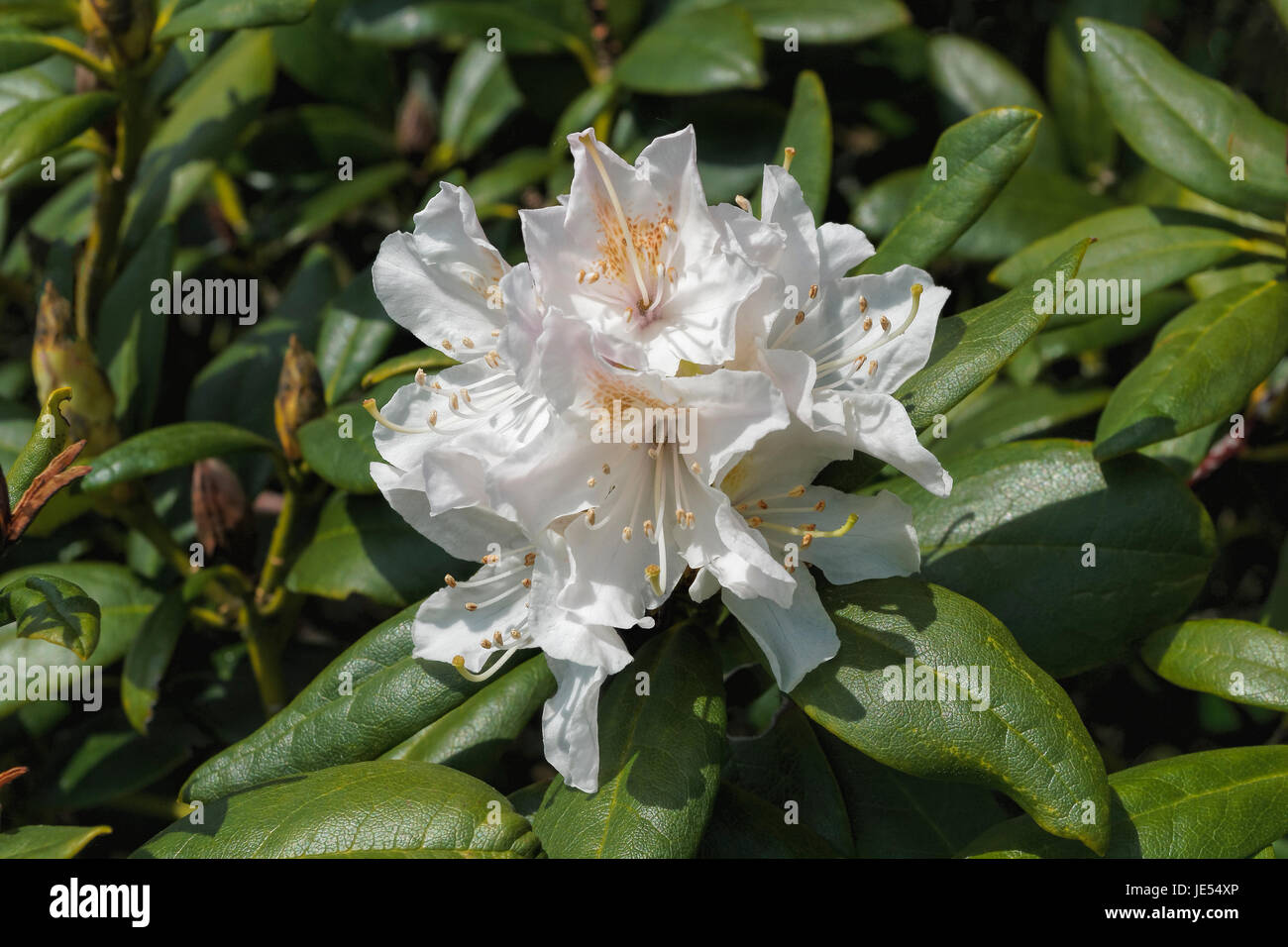 Weißen Rhododendren in voller Blüte, umgeben von langen, dunklen Laub. Stockfoto