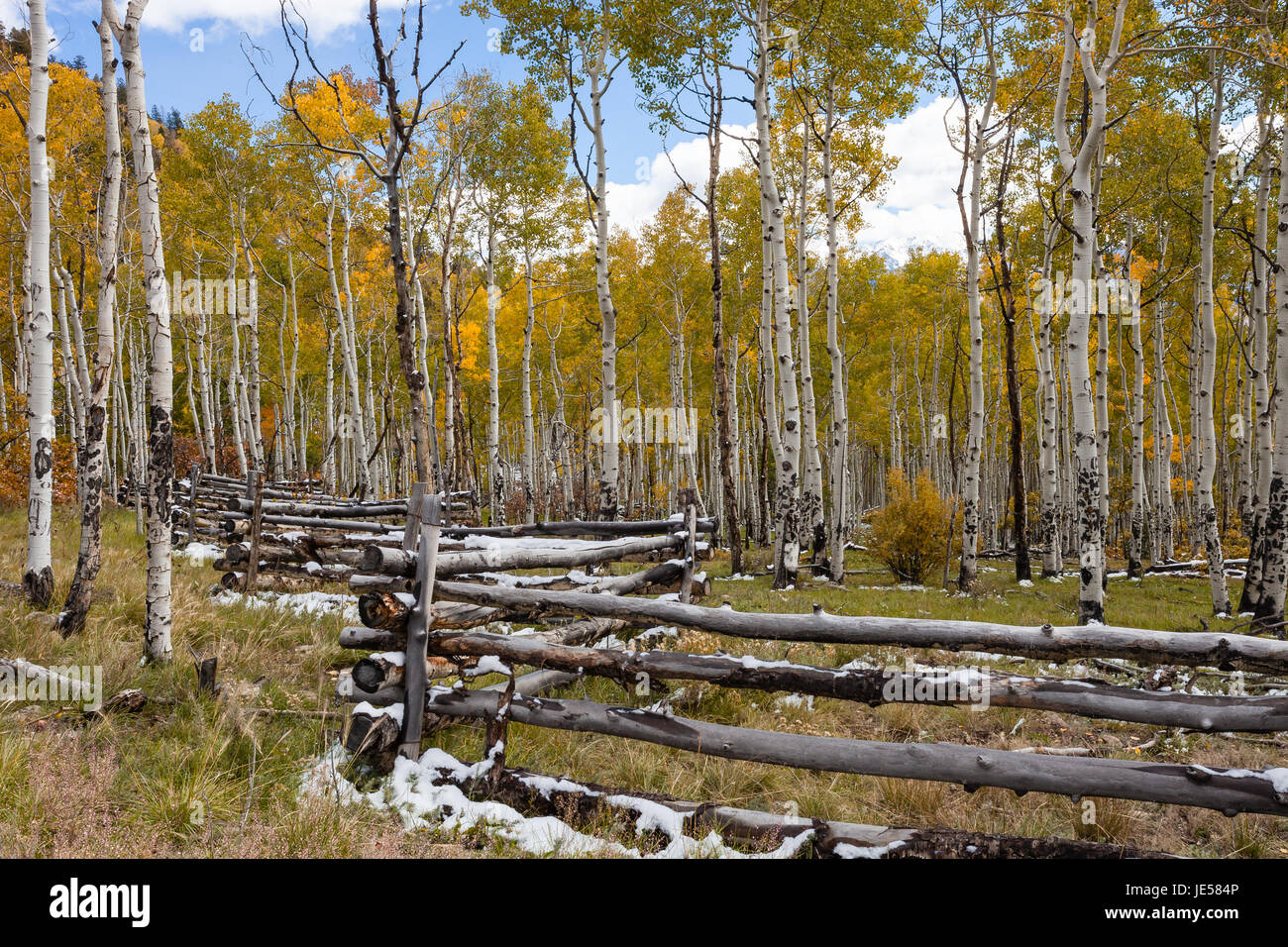 Aspen Grove mit einem Holzzaun Schiene entlang der letzten Dollar-Straße in Colorado. Stockfoto