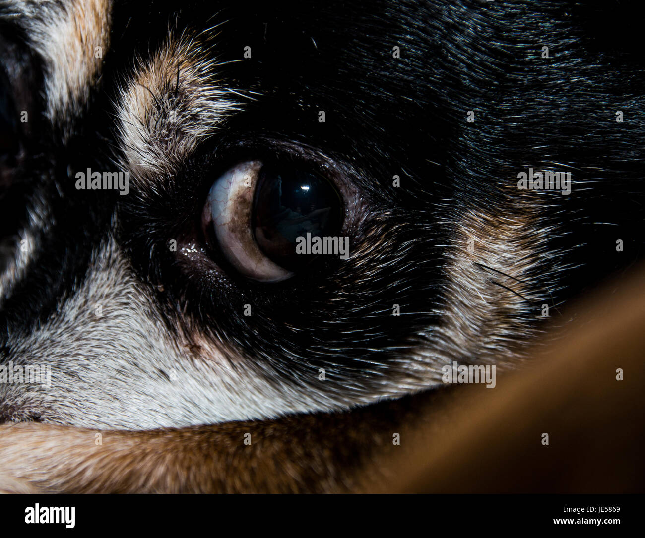 Auge des Hundes Stockfoto