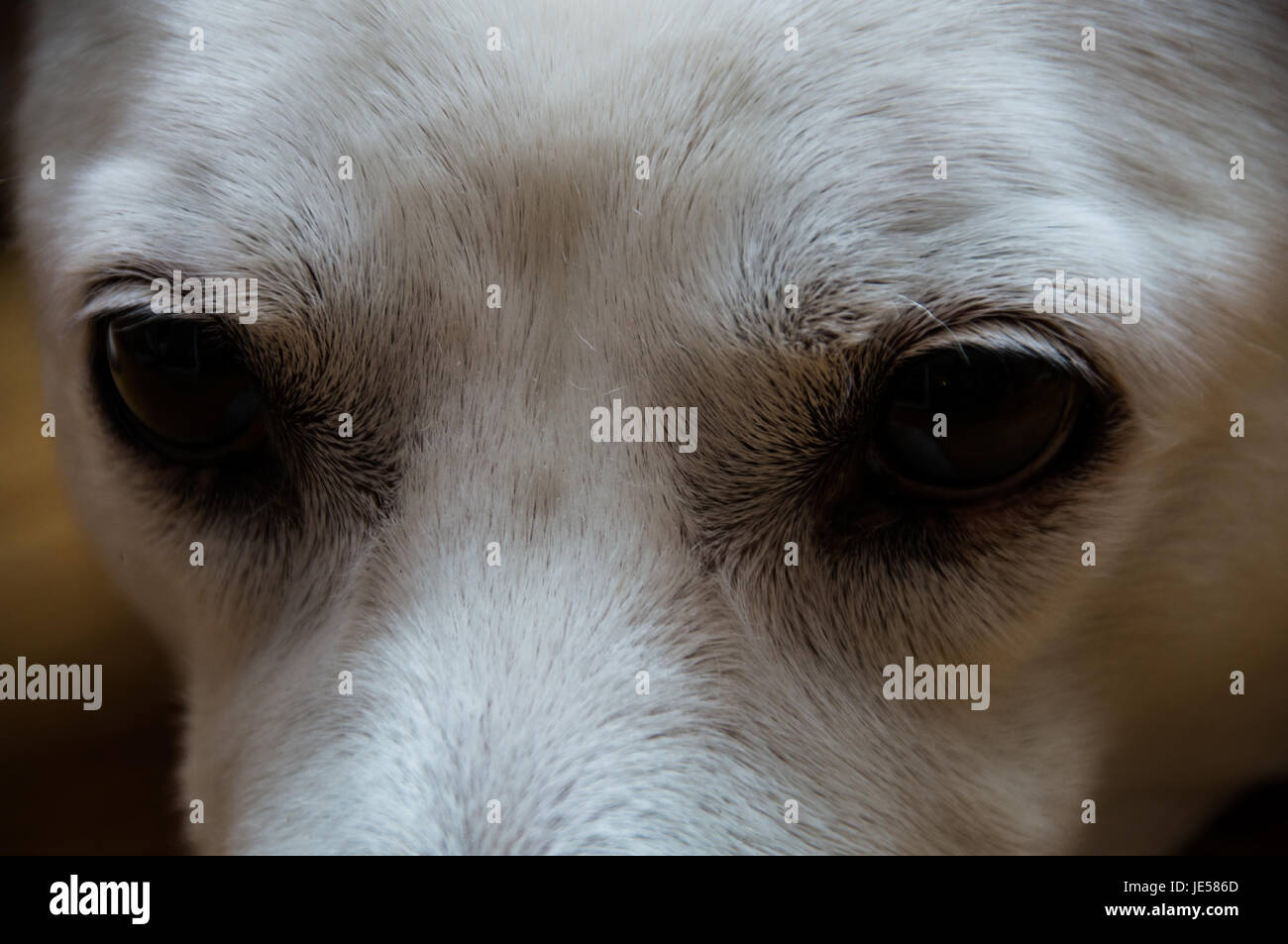 White Dog Augen Stockfoto