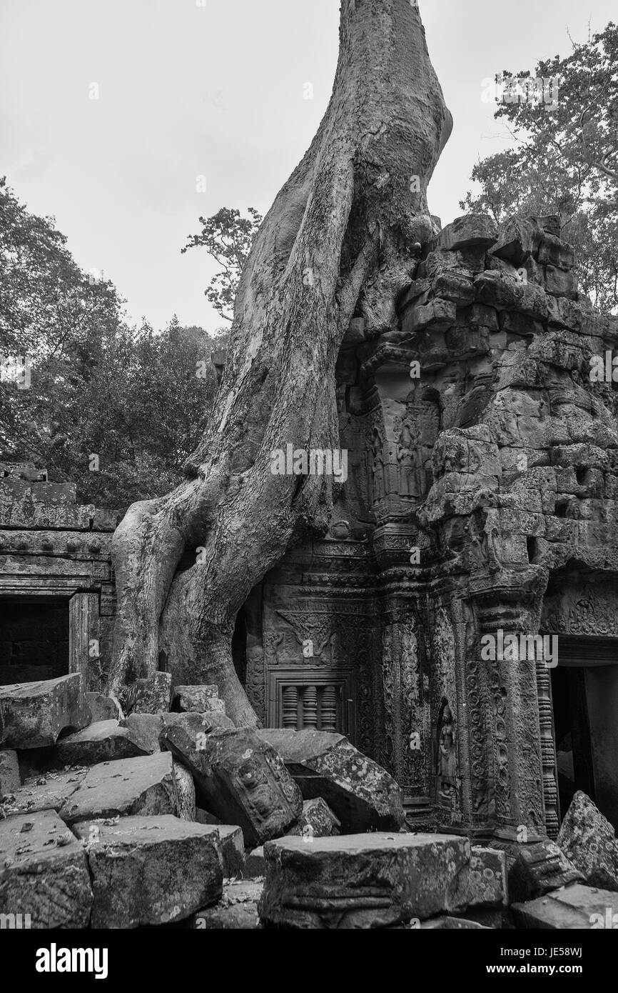 Wurzeln der Tetrameles nudiflora dringen in eine Wand auf den Innenhof, Ta Prohm, Angkor, Siem Reap, Kambodscha: Schwarz und Weiss Stockfoto