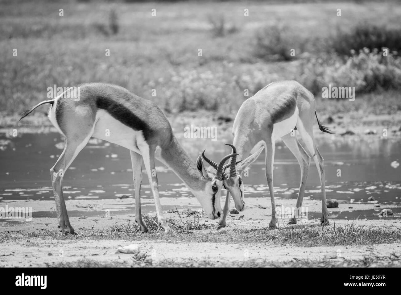 Zwei Springsboks kämpfen in schwarz und weiß in Kalagadi Transfrontier Park, Südafrika. Stockfoto