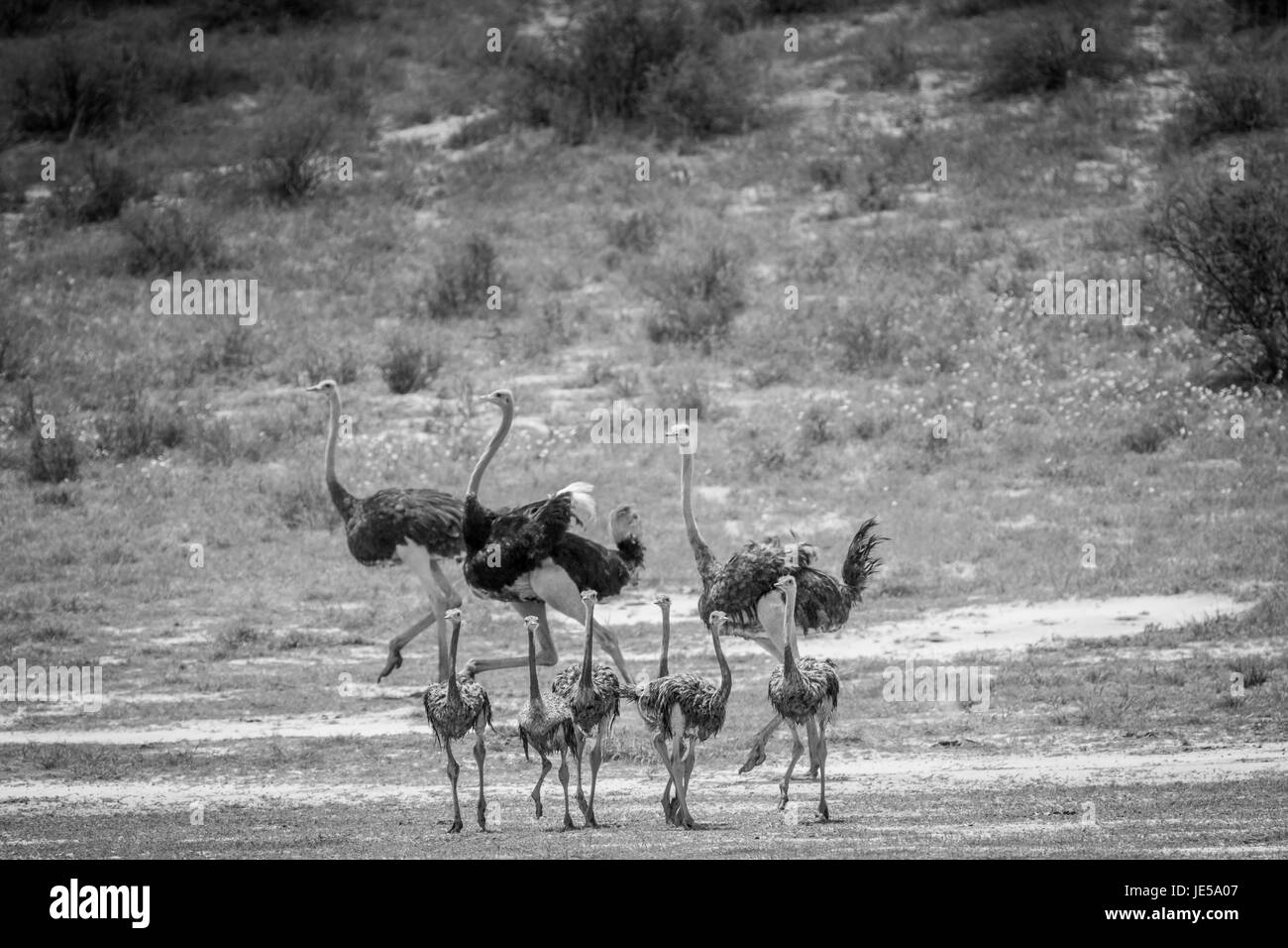 Familie von Straußen auf der Wiese in in schwarz und weiß in Kalagadi Transfrontier Park, Südafrika. Stockfoto