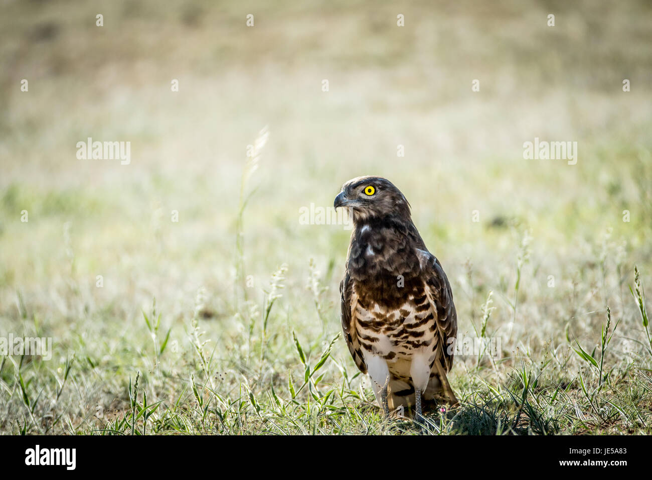 Juvenile Black-chested Adler Schlange stehen in den Rasen in der Kalagadi Transfrontier Park, Südafrika. Stockfoto