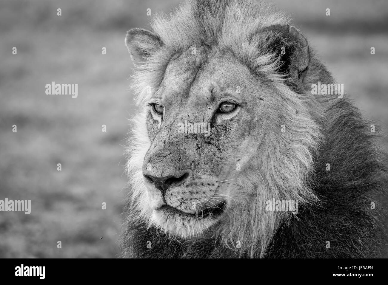Seitenansicht eines Löwen in schwarz und weiß in Kalagadi Transfrontier Park, Südafrika. Stockfoto