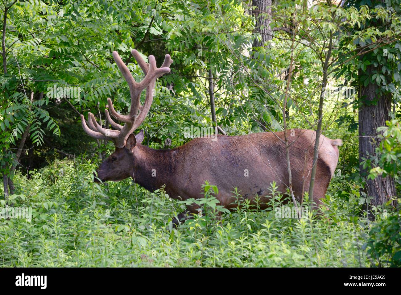 ein Stier Elch Stockfoto