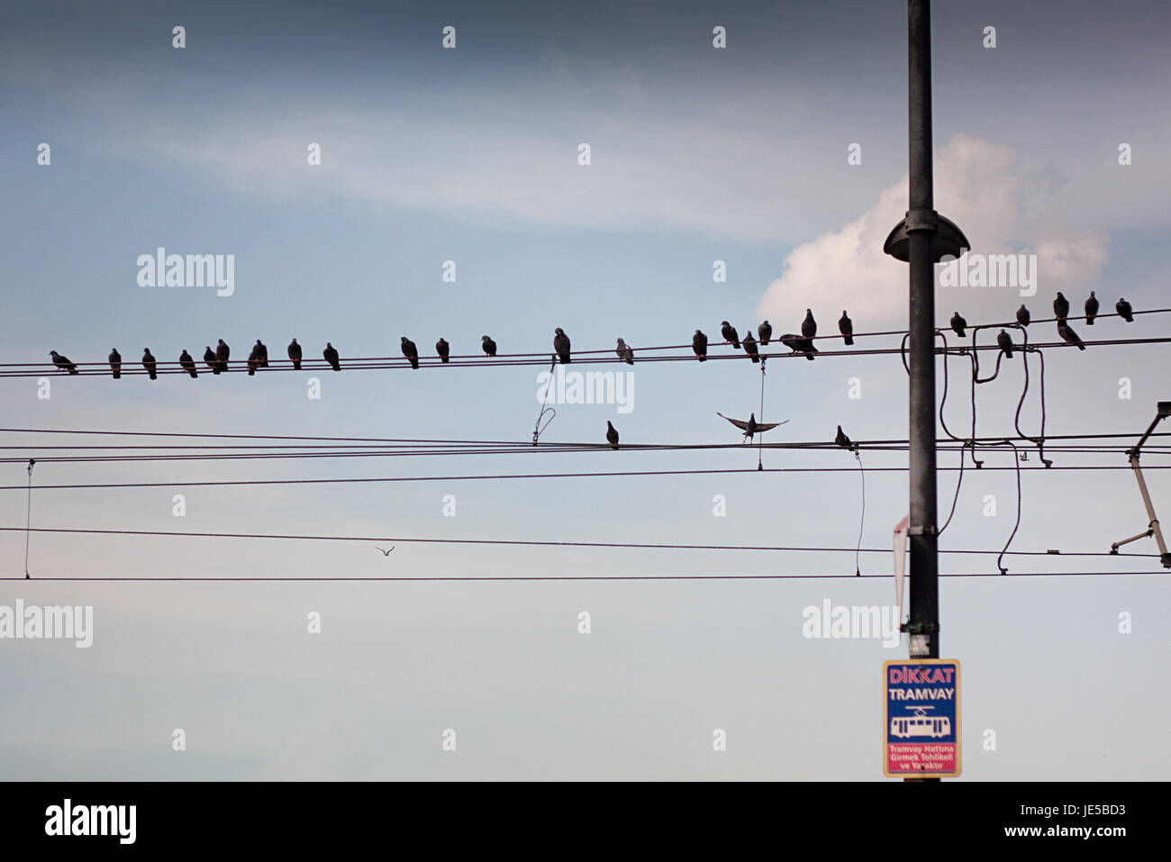 Dutzende von Vögel auf die Straßenbahn-Drähte Stockfoto
