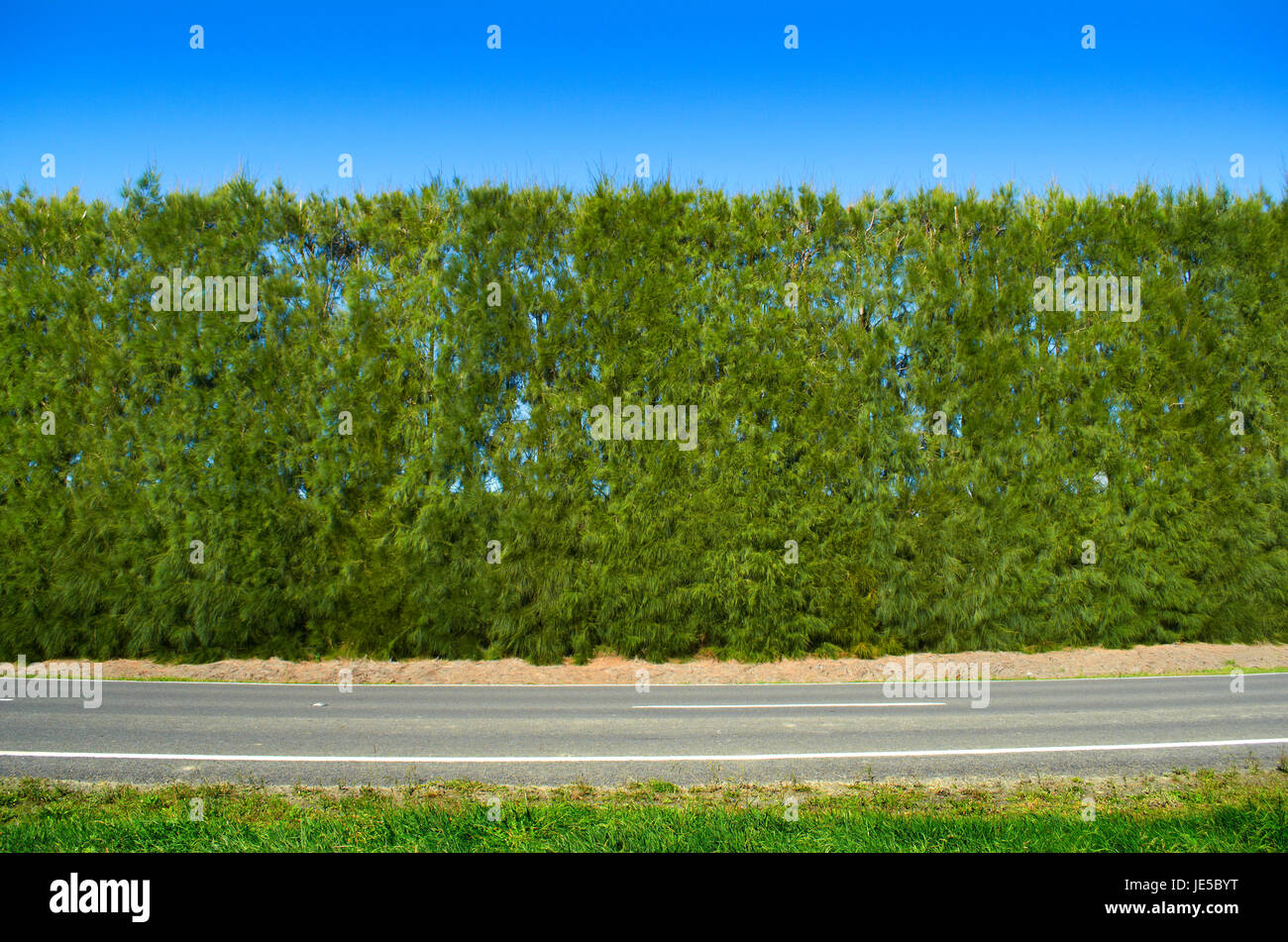 Großer grüner Baum Wind brechen Tierheim Gürtel Hawkes Bay Stockfoto