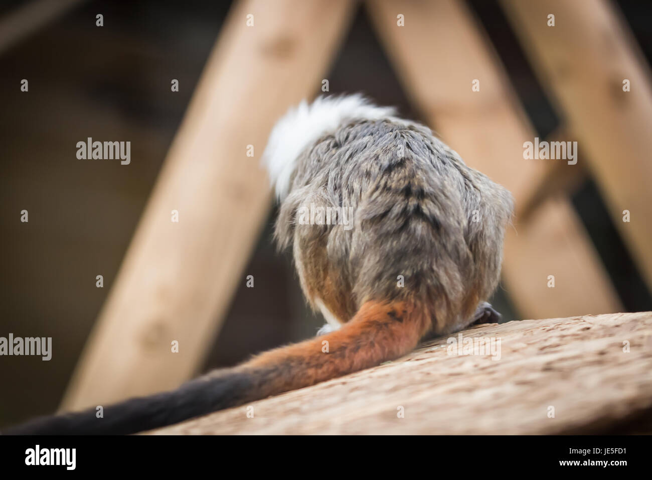 Liszt Affen von hinten Stockfoto