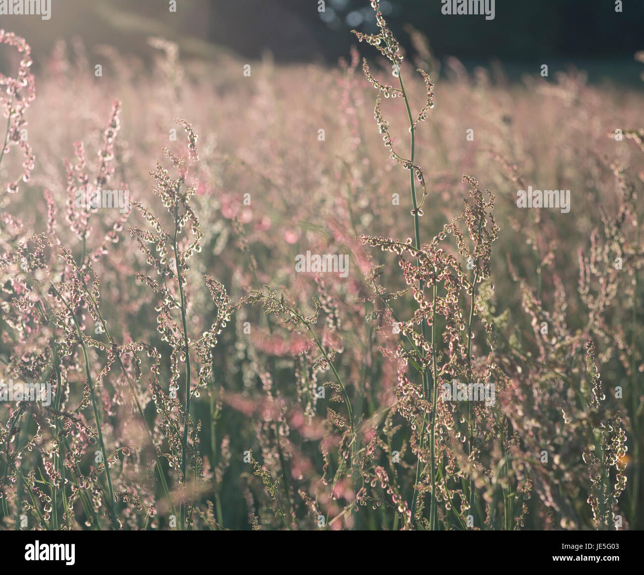Sommerwiese Stockfoto