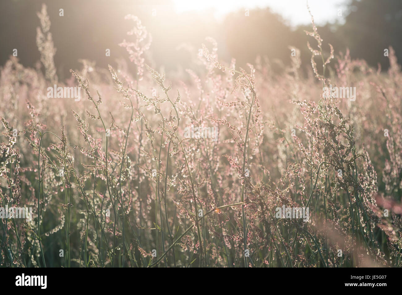 Sommerwiese Stockfoto