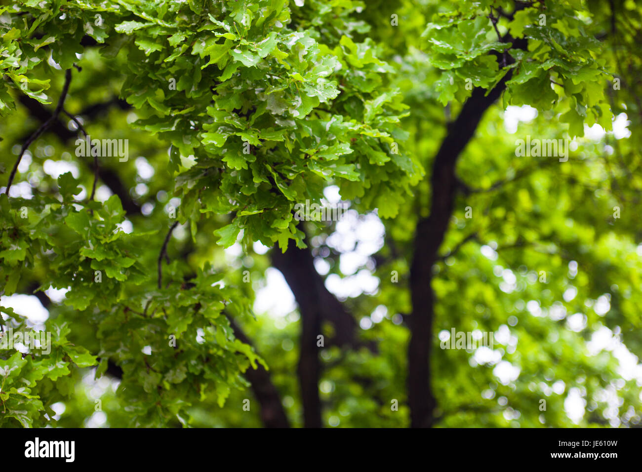 Grün nass Zweige der Eiche nach dem Regen. Stockfoto