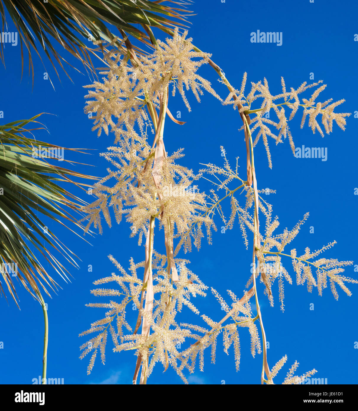 Blumen auf Wahingtonia Ventilator-Palme (Washingtonia Filifera) auf Gran Canaria, Kanarische Inseln. Stockfoto