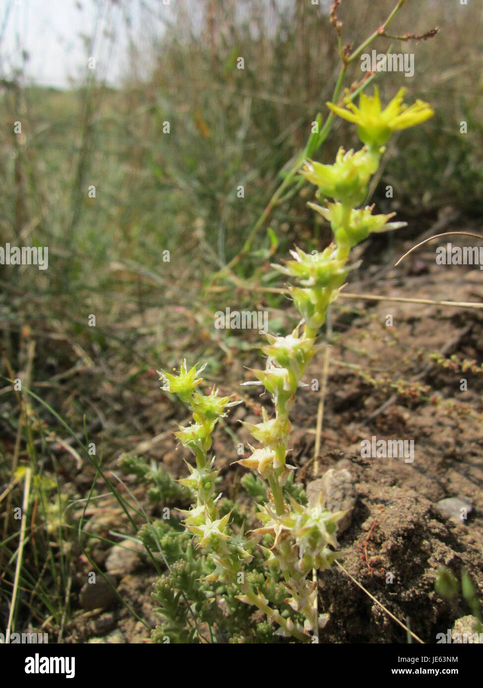 Mauerpfeffer oder Orpine (Sedum telephium) ist eine saftige Pflanzenart, die in Reilingen, einer Stadt in Deutschland, häufig vorkommt. Stockfoto