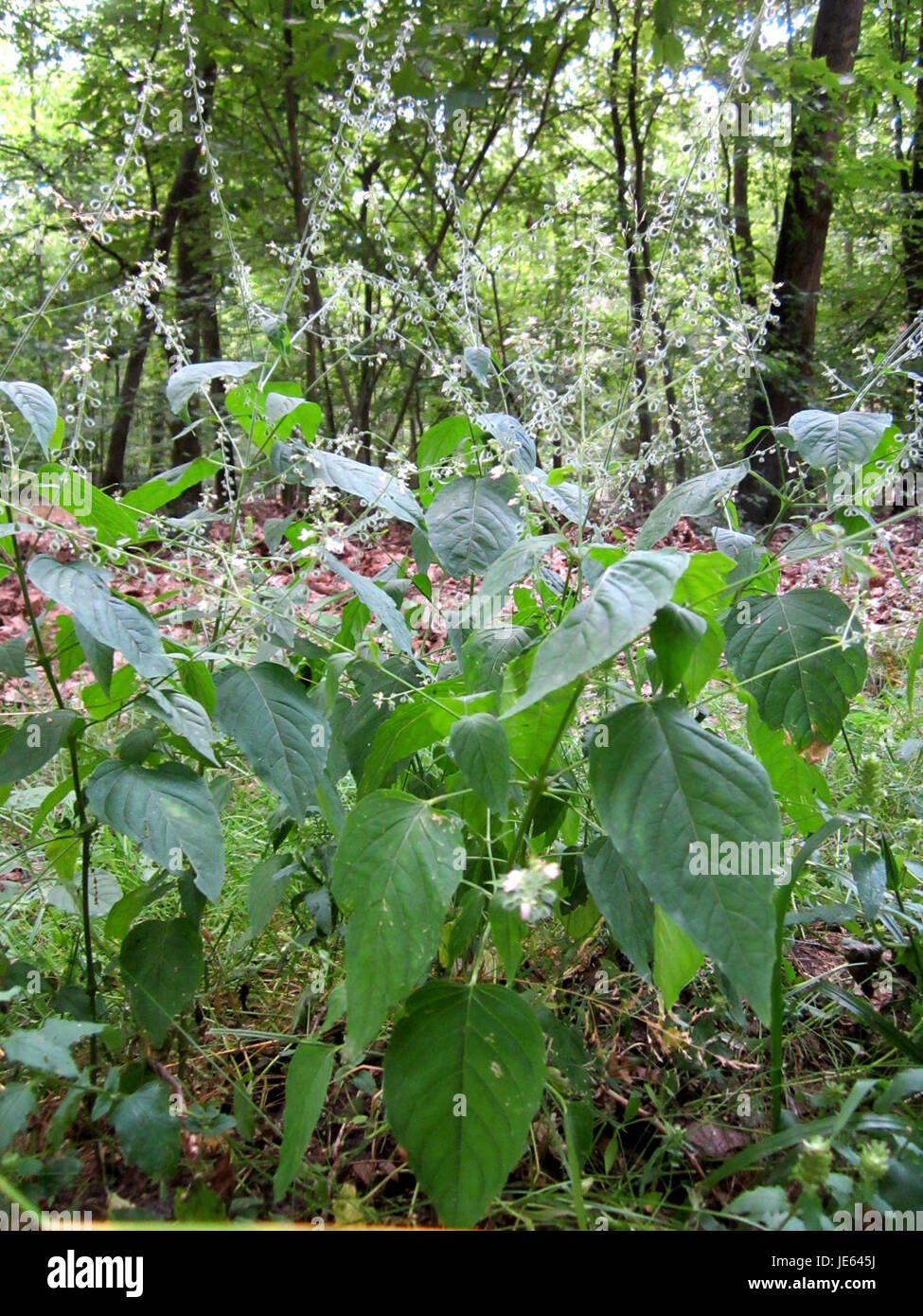 Dieses Bild zeigt *Hexenkraut* (auch bekannt als *Henbane*), eine giftige Pflanze, die in Schwetzinger Hardt gefunden wurde. Henbane ist bekannt für seine halluzinogenen Eigenschaften und seine Verwendung in der traditionellen Medizin und Hexerei im Laufe der Geschichte. Stockfoto