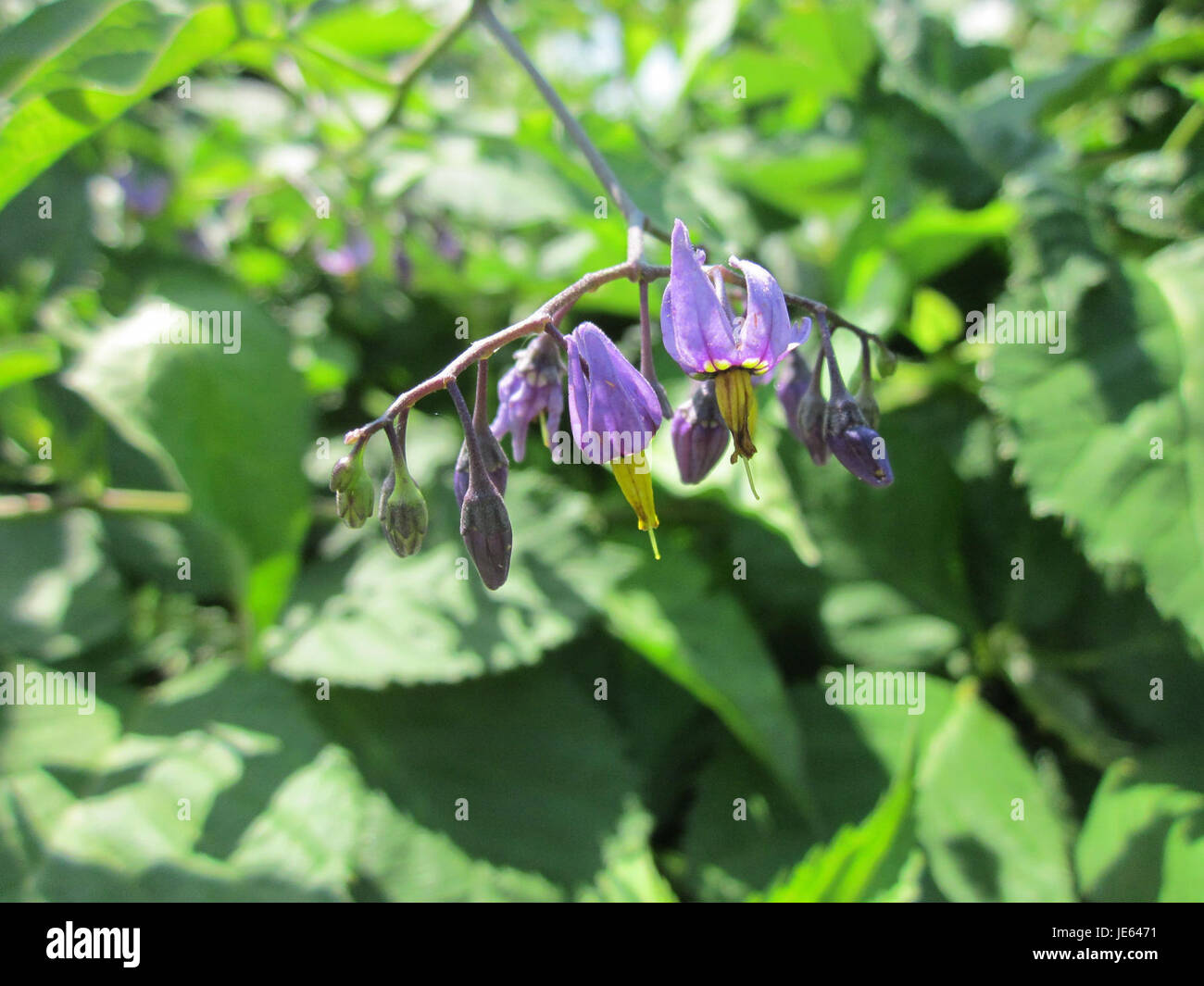 Ein Foto von *Solanum dulcamara*, auch als bittersüßer Nachtschatten bekannt, aufgenommen am 27. Juli 2013 in Hockenheim. Diese Pflanze kommt häufig in feuchten Bereichen vor und ist für ihre medizinischen Eigenschaften bekannt, wenn auch giftig, wenn sie konsumiert wird. Stockfoto