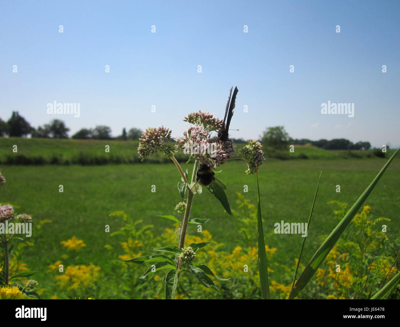 Dieses Bild zeigt Wasserdost oder Wasserschierling auf einem Feld bei Hockenheim. Diese Pflanze ist bekannt für ihre toxischen Eigenschaften, kommt in Feuchtgebieten vor und ist ein Problem für die lokale Tierwelt. Stockfoto