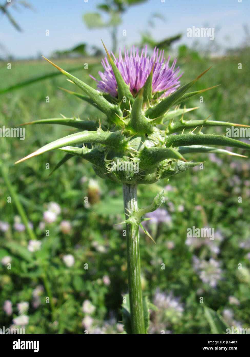 Dieses Bild zeigt die Silybum marianum, oder Milchdistel, eine Pflanze, die für ihre charakteristischen stacheligen Blätter und violetten Blüten bekannt ist, die in ihrem natürlichen Lebensraum fotografiert wurde. Stockfoto