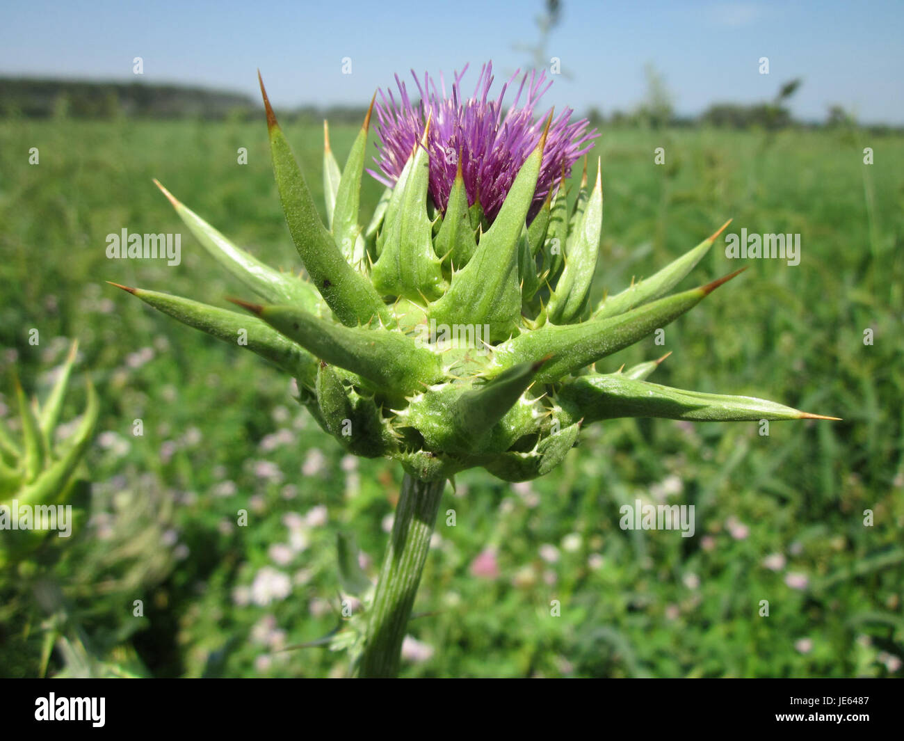 Ein Foto, das Silybum marianum, auch bekannt als Mariendistel, am 27. Juli 2013 zeigt. Das Bild hebt die spitzen Blätter und violetten Blüten der Pflanze hervor, die gemeinsame Merkmale der Art sind. Stockfoto