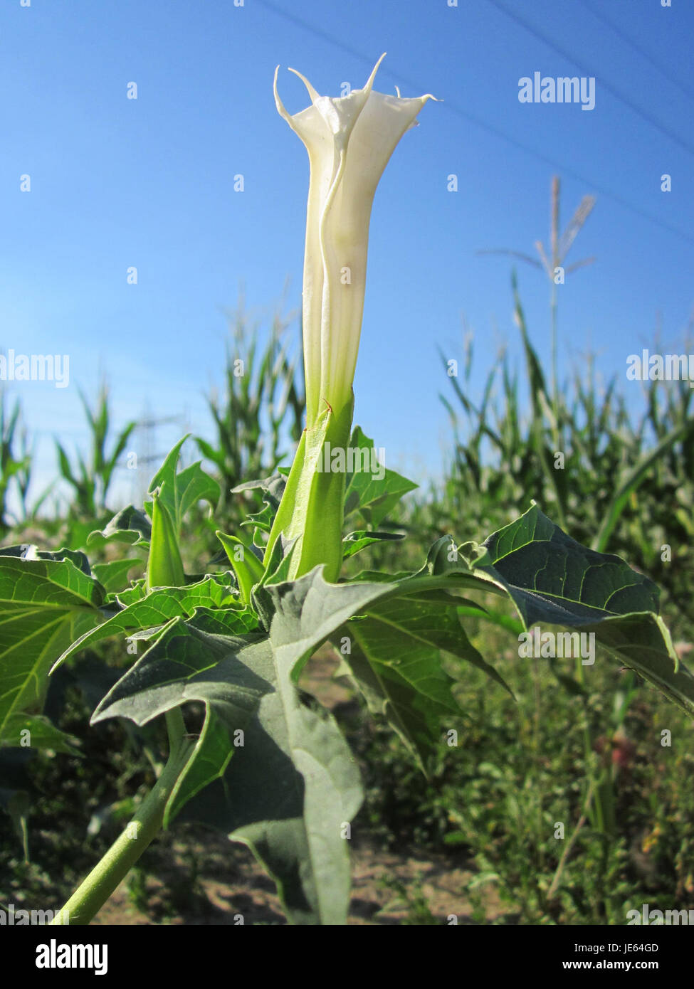 Datura stramonium, auch bekannt als Jimsonweed, ist eine giftige Pflanze, die häufig in gemäßigten Regionen vorkommt. Es ist bekannt für seine charakteristischen weißen oder violetten trompetenförmigen Blüten und seine heilsamen und halluzinogenen Eigenschaften. Stockfoto
