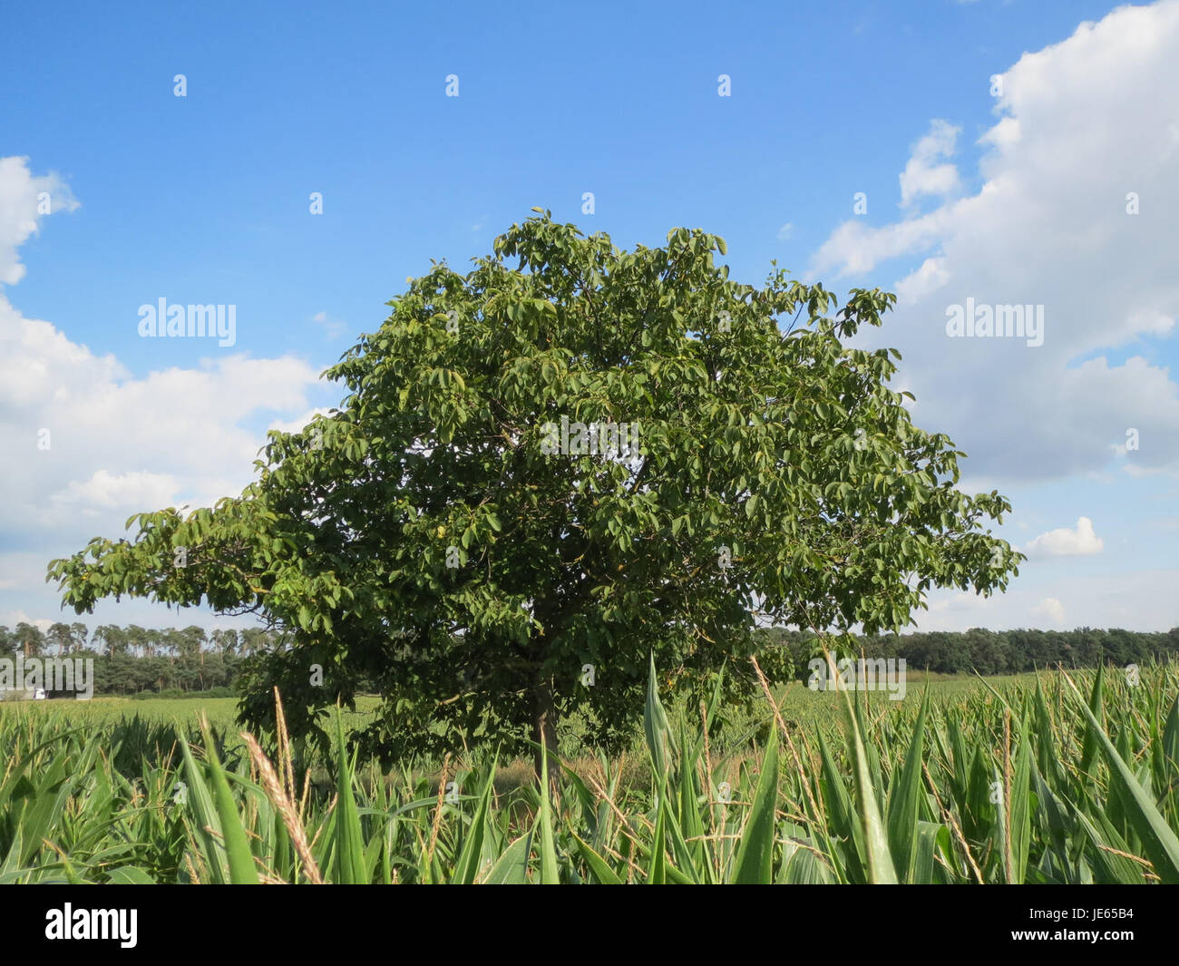 Dieses Foto vom 20. August 2013 zeigt einen Walnussbaum oder Juglans regia in Reilingen. Der Walnussbaum ist bekannt für sein wertvolles Holz und seine essbaren Nüsse. Stockfoto
