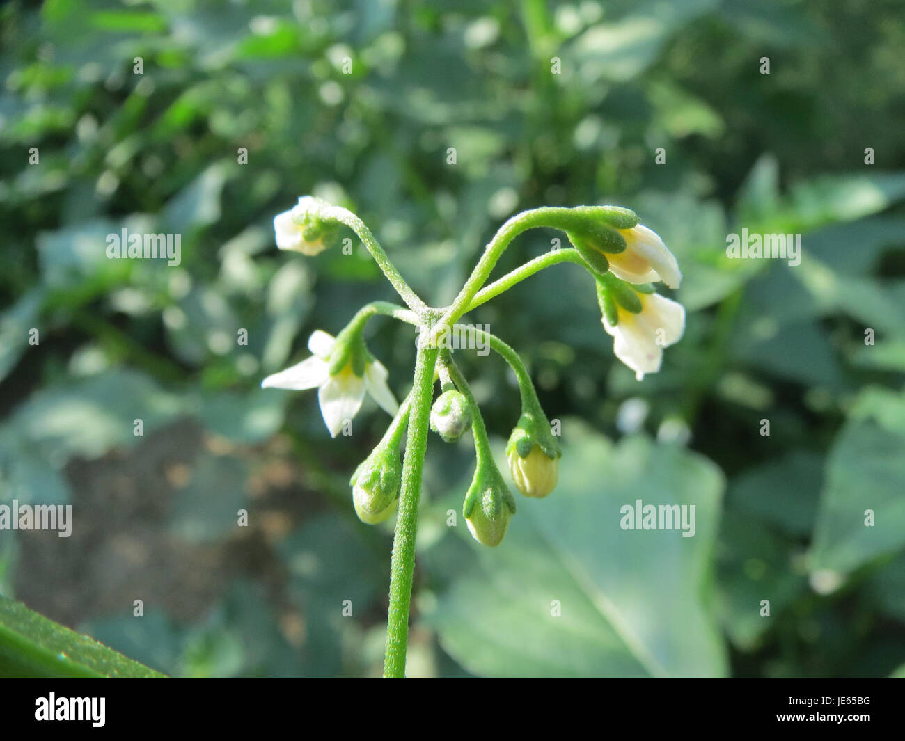 Solanum nigrum, auch bekannt als schwarzer Nachtschatten, ist eine Pflanze, die auf der ganzen Welt vorkommt. Es ist bekannt für seine toxischen Eigenschaften, insbesondere in seiner unreifen Form. Es wurde trotz potenzieller Gefahren auf seine medizinischen Anwendungen hin untersucht. Stockfoto