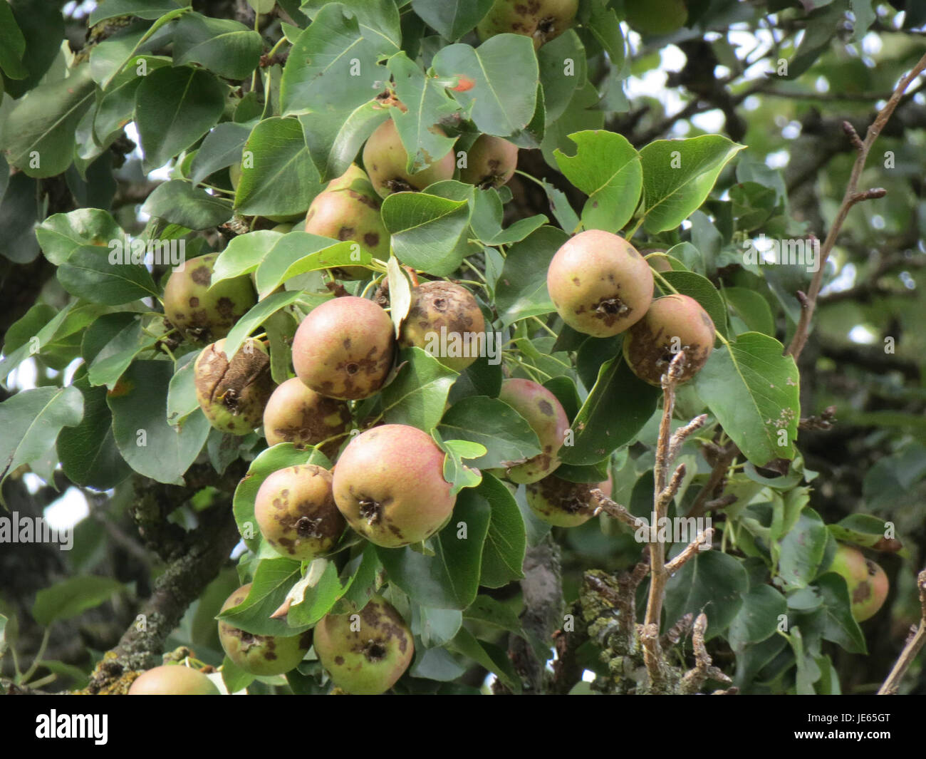 Das Bild vom 22. August 2013 zeigt einen Birnenbaum in Reilingen. Der Baum produziert Birnen, eine beliebte Frucht in Europa, die für ihren süßen Geschmack und ihre gesundheitlichen Vorteile bekannt ist. Birnenbäume werden häufig in Obstgärten für die kommerzielle Erzeugung angebaut. Stockfoto