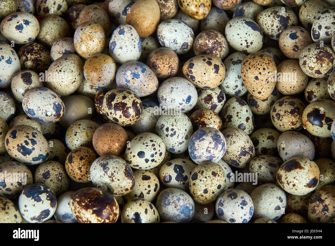 Strukturierten Hintergrund mit kleinen Wachteleiern. Natürliche Muster. Querformat. Stockfoto