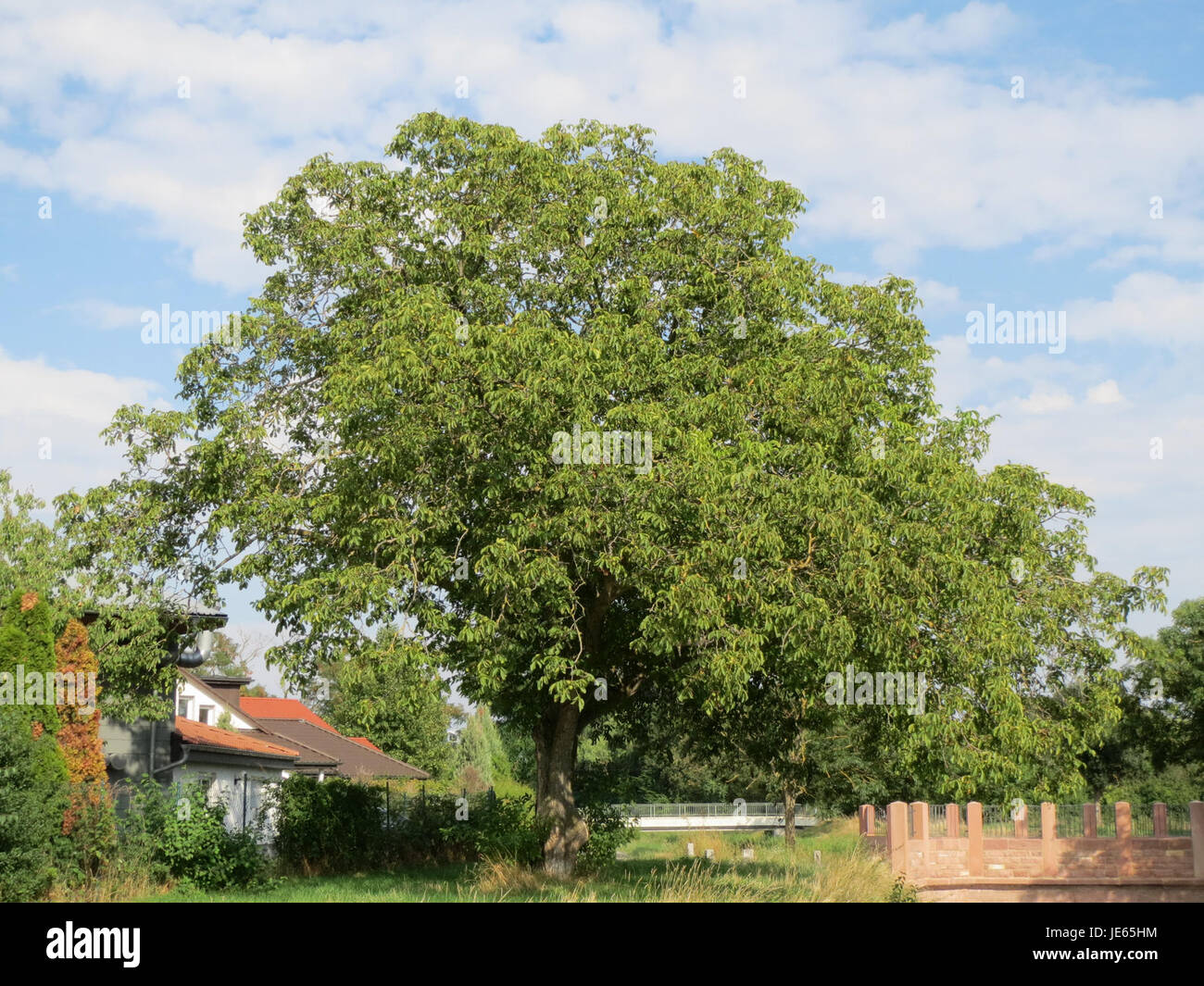 Das Bild „20130823 Walnuss Hockenheim“ bezieht sich wahrscheinlich auf einen Walnussbaum oder Nüsse aus Hockenheim, einer Stadt in Deutschland, die für ihre landwirtschaftlichen Erzeugnisse oder lokalen Kulturen bekannt ist. Stockfoto