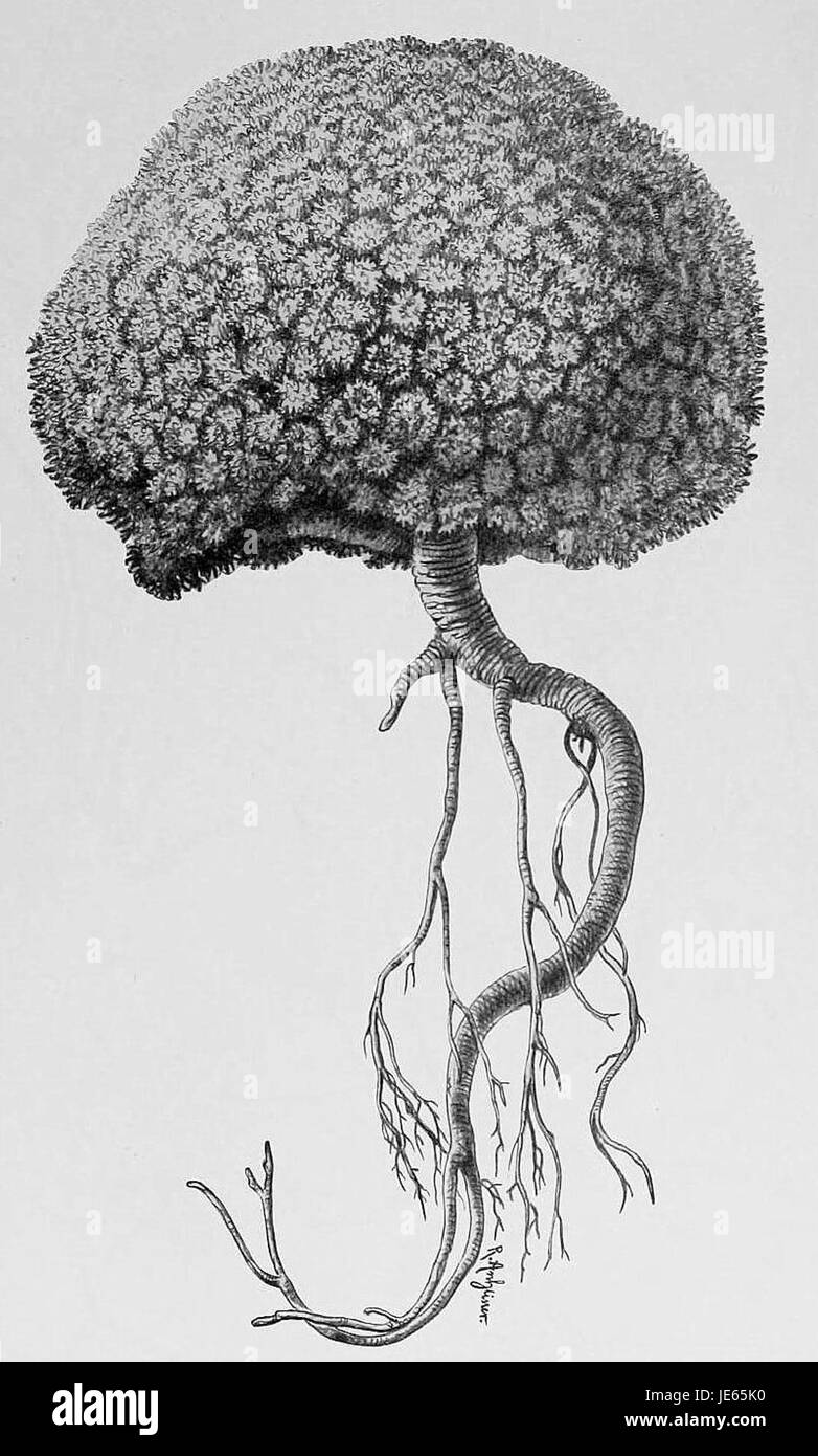 *Azorella selago*, eine Pflanzenart, die während der Valdivia-Expedition gesammelt wurde, ist hier in einer detaillierten botanischen Illustration dargestellt. Bekannt für seine Anpassungsfähigkeit an raue Umgebungen, ist er in Südamerika, insbesondere in Chile und Argentinien, beheimatet. Stockfoto
