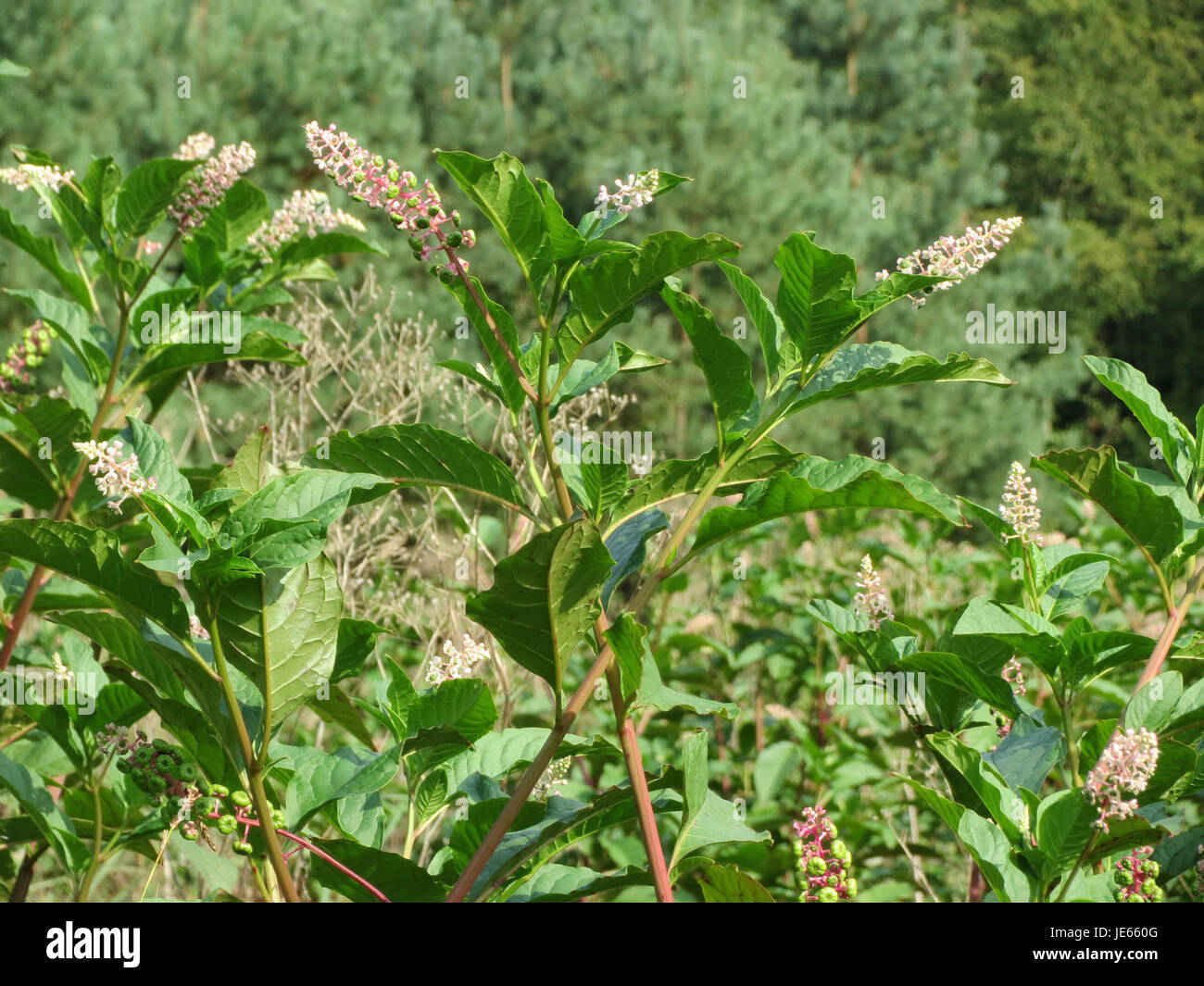 Phytolacca americana, auch bekannt als Pokeweed, ist eine mehrjährige Pflanze aus Nordamerika. Es ist bekannt für sein hohes Wachstum und seine dunkelvioletten Beeren, obwohl es giftig ist, wenn es konsumiert wird. Stockfoto
