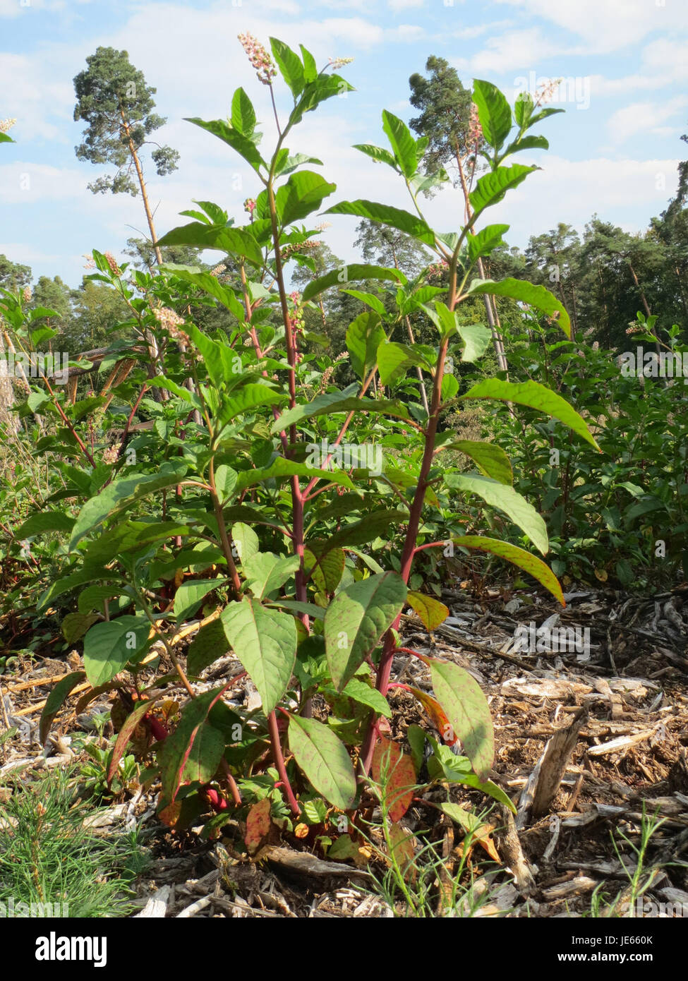 Phytolacca americana, auch bekannt als Pokeweed, ist eine mehrjährige Pflanze, die in Nordamerika beheimatet ist. Bekannt für seine großen Beeren und giftigen Eigenschaften, wächst er in gestörten Gebieten und findet sich häufig in Feldern, Straßenrändern und Waldrändern. Stockfoto