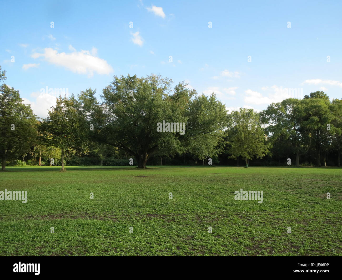 Dieses Foto zeigt ein Acer Saccharinum, auch bekannt als Silberahorn. Der Baum ist in Nordamerika beheimatet und zeichnet sich durch seine breiten Blätter und die charakteristische silbrige Unterseite aus. Sie kommt häufig in Uferzonen und entlang von Wasserstraßen vor. Stockfoto