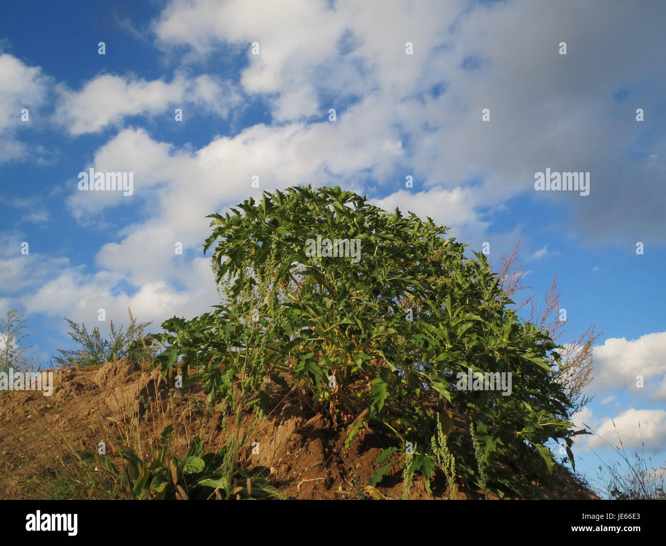 Dieses Bild von Datura stramonium, auch bekannt als Jimsonweed, eine toxische Pflanze, wurde am 10. September 2013 aufgenommen und hebt seine charakteristischen trompetenförmigen Blüten und Stachelkernschoten hervor. Stockfoto
