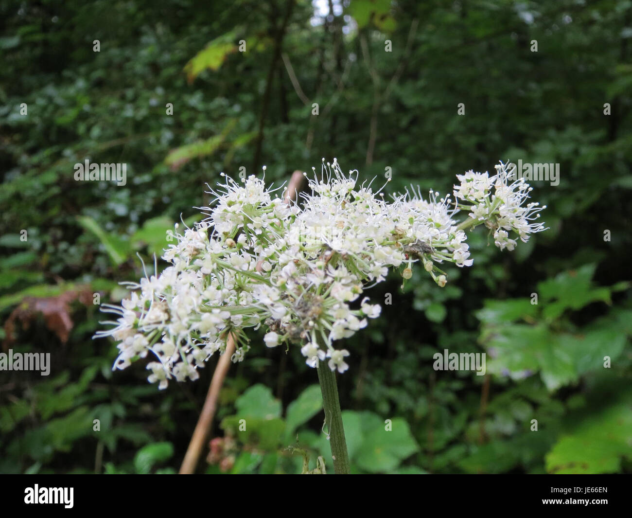 Heracleum sphondylium, oder gewöhnlicher Hogweed, ist eine Wildpflanze, die in Europa und Teilen Asiens verbreitet ist. Er hat große, schirmähnliche Blüten und ist bekannt für seine giftigen Eigenschaften, wenn sein saft mit der Haut in Berührung kommt. Stockfoto