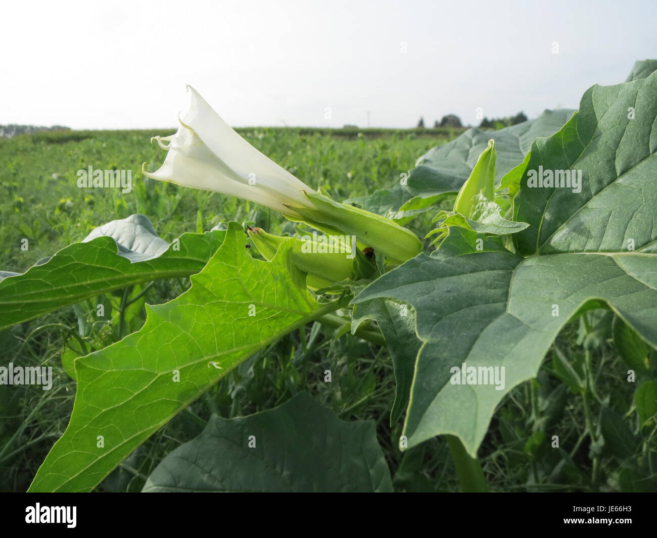 Datura stramonium, auch bekannt als Jimsonweed, ist eine toxische Pflanzenart, die für ihre großen, trompetenförmigen Blüten und ihre halluzinogenen Eigenschaften bekannt ist. Es kommt oft in gestörten Böden vor und gilt als schädliches Unkraut. Stockfoto