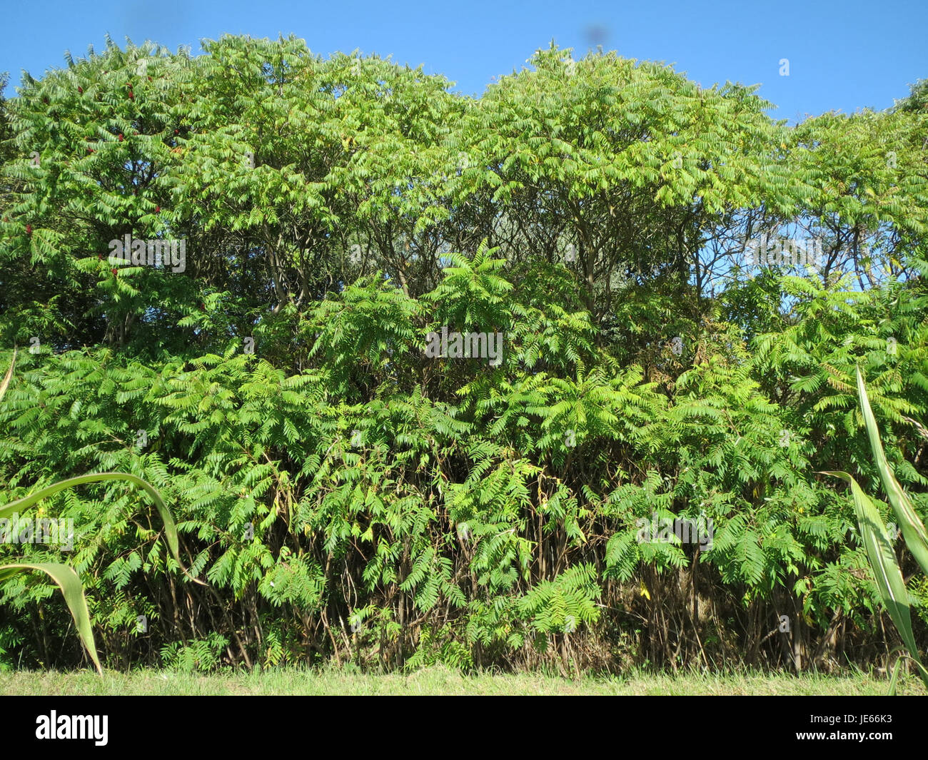Dieses Bild zeigt Rhus typhina, allgemein bekannt als Staghorn Sumac, einen Laubstrauch aus Nordamerika. Seine markanten roten Beeren und das lebhafte Herbstlaub machen ihn zu einer beliebten Zierpflanze, die für ihre Anpassungsfähigkeit an verschiedene Bodenbedingungen bekannt ist. Stockfoto Dieses Bild zeigt Rhus typhina, allgemein bekannt als Staghorn Sumac, einen Laubstrauch aus Nordamerika. Seine markanten roten Beeren und das lebhafte Herbstlaub machen ihn zu einer beliebten Zierpflanze, die für ihre Anpassungsfähigkeit an verschiedene Bodenbedingungen bekannt ist. Stockfoto