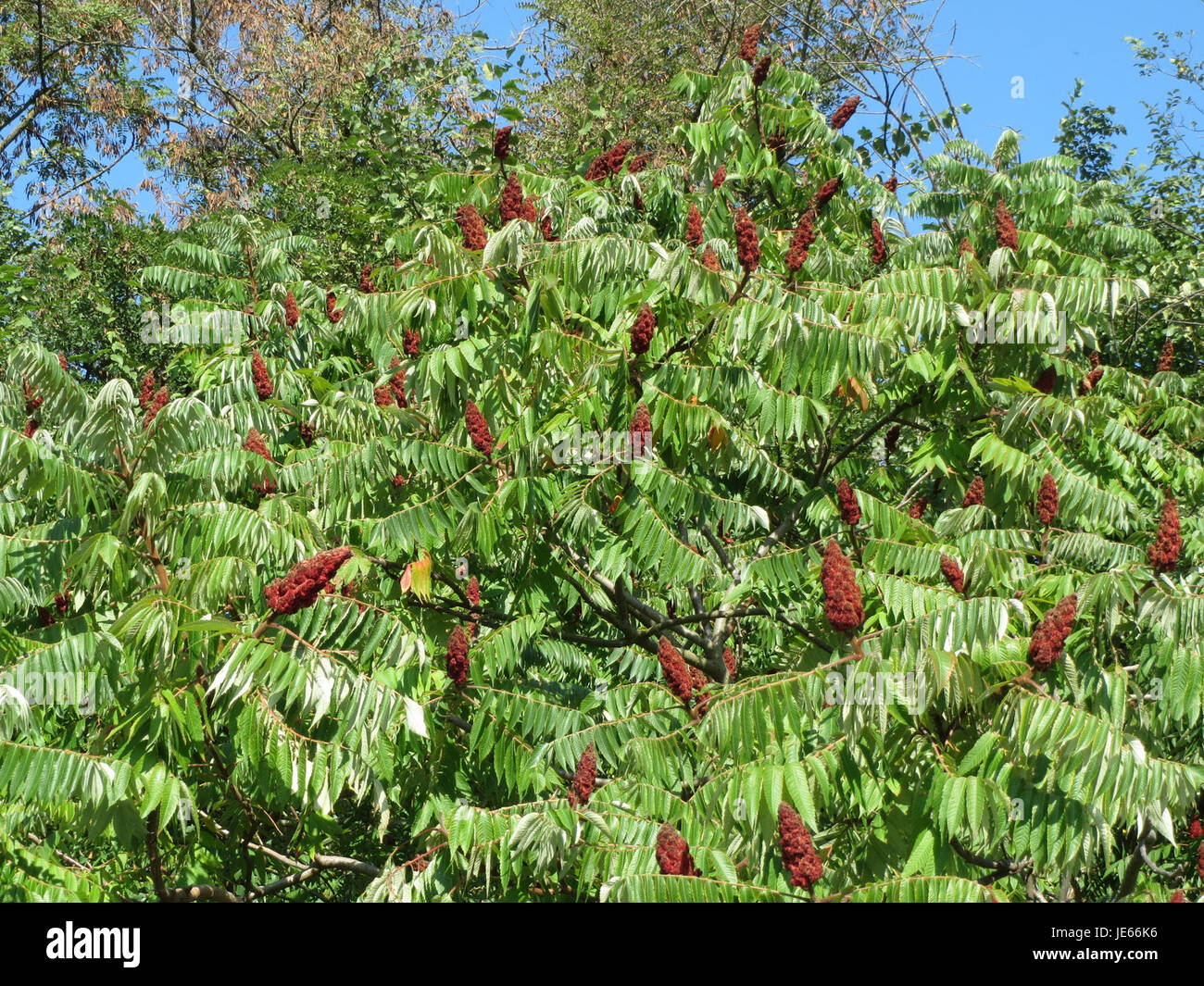 *Rhus typhina*, auch bekannt als Staghorn Sumac, ist ein in Nordamerika heimischer Laubstrauch. Sie produziert auffällige rote Obstgruppen und lebhaftes Herbstlaub, was sie zu einer beliebten Zierpflanze in Landschaften macht. Stockfoto *Rhus typhina*, auch bekannt als Staghorn Sumac, ist ein in Nordamerika heimischer Laubstrauch. Sie produziert auffällige rote Obstgruppen und lebhaftes Herbstlaub, was sie zu einer beliebten Zierpflanze in Landschaften macht. Stockfoto