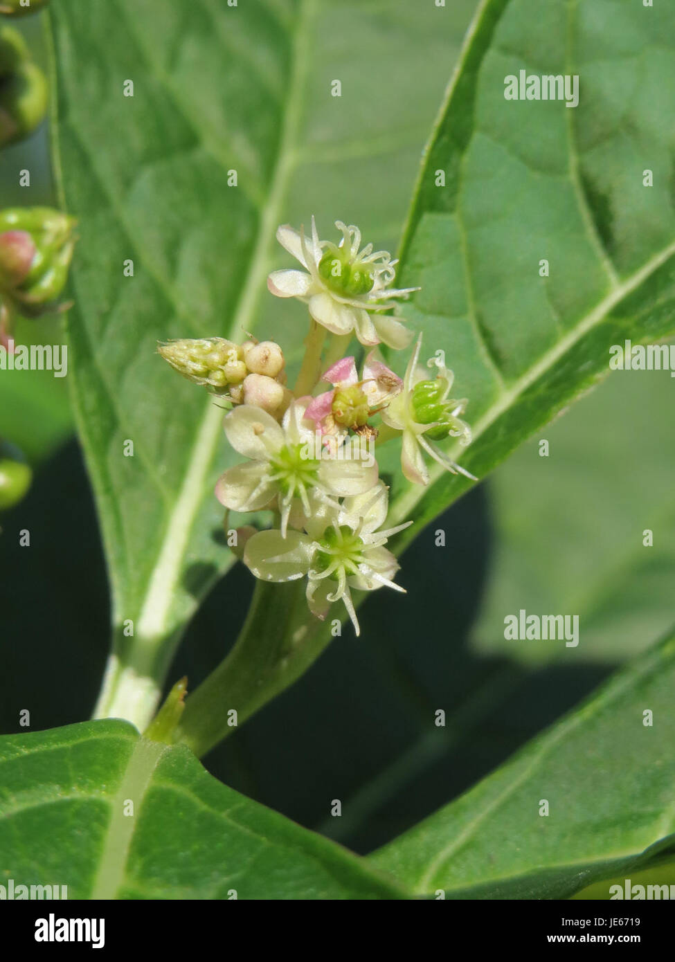 Ein wissenschaftliches Bild oder eine Illustration von Phytolacca americana, allgemein bekannt als Pokeweed, das seine charakteristischen Blätter, Beeren und Wachstumsmuster hervorhebt. Diese Pflanze ist in Nordamerika beheimatet und für ihre toxischen Eigenschaften bekannt, insbesondere in Beeren und Wurzeln. Stockfoto