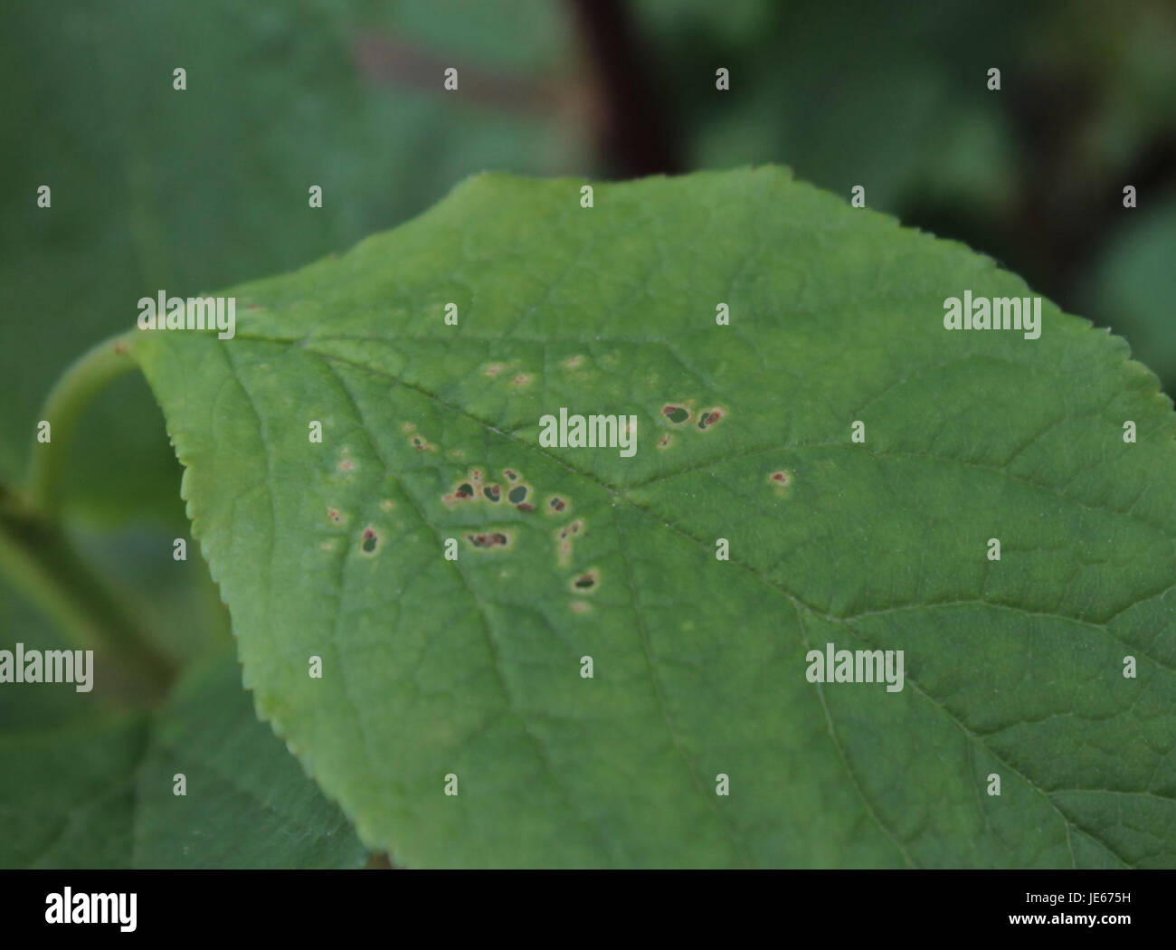 Dieses Bild zeigt ein Ereignis oder einen Moment am 8. Mai 2013 mit einem Schwerpunkt auf einem bestimmten Thema, das durch den Code 12971u identifiziert wird Der Kontext oder das Thema ist nicht explizit aus dem Titel heraus klar. Stockfoto