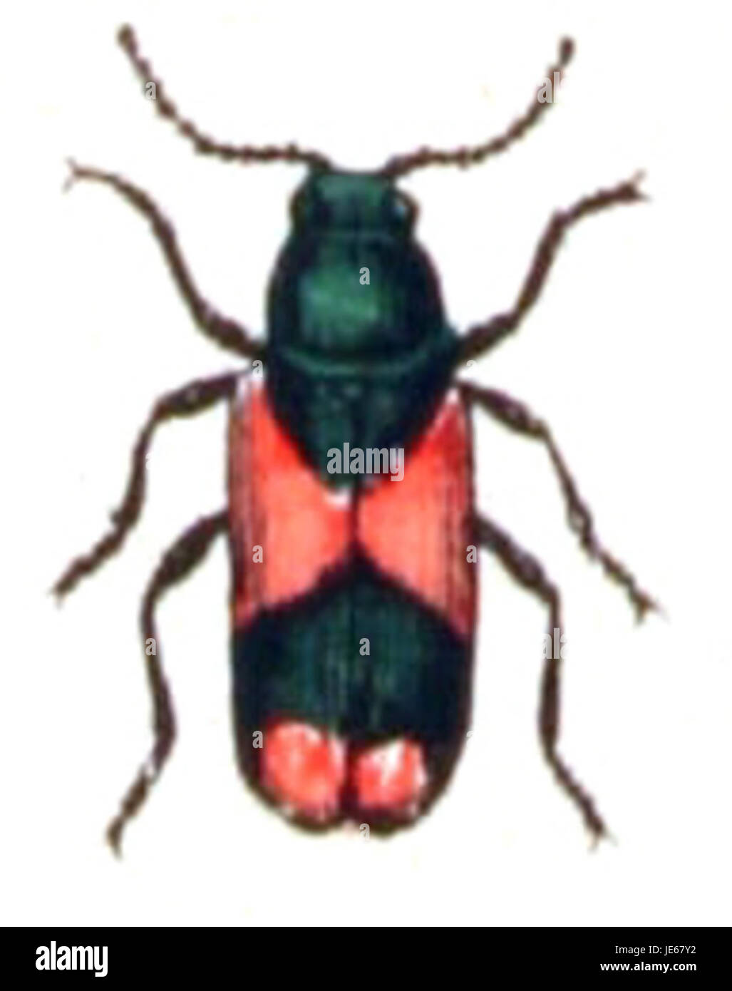 Dieses Bild zeigt Anthocomus equestris, eine Käferart, die für ihre charakteristische Färbung und ihren Lebensraum bekannt ist. Sie kommt häufig in bewaldeten Gebieten vor, wo sie eine Rolle im lokalen Ökosystem spielt, indem sie zur Pflanzenbestäubung beiträgt. Stockfoto