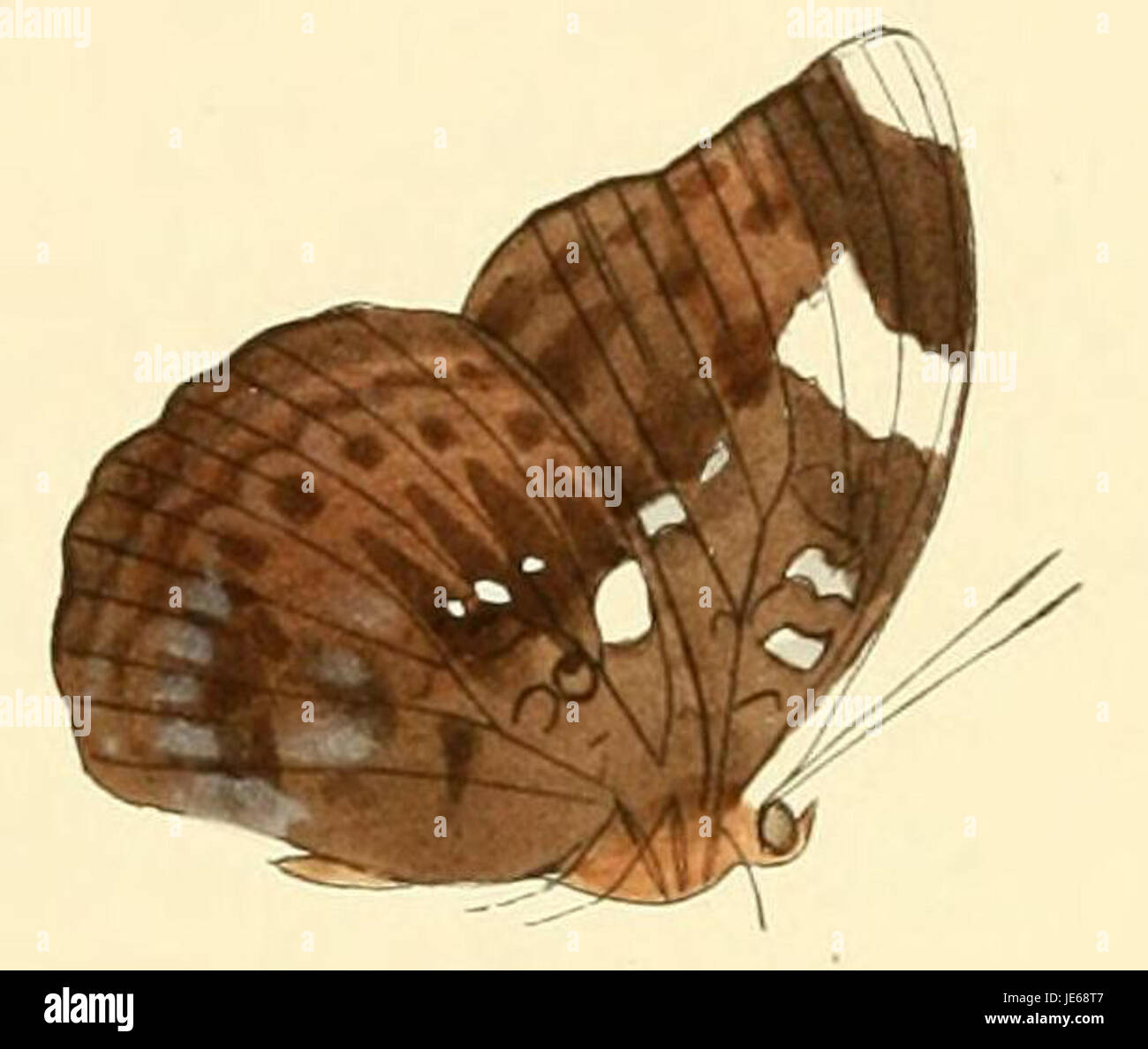 Bebearia phranza ist eine Schmetterlingsart, die in Mittel- und Westafrika beheimatet ist. Bekannt für seine lebhafte Färbung, ist er in tropischen Wäldern zu finden und gehört zur Familie der Nymphalidae, die verschiedene Arten von bunten Schmetterlingen umfasst. Stockfoto