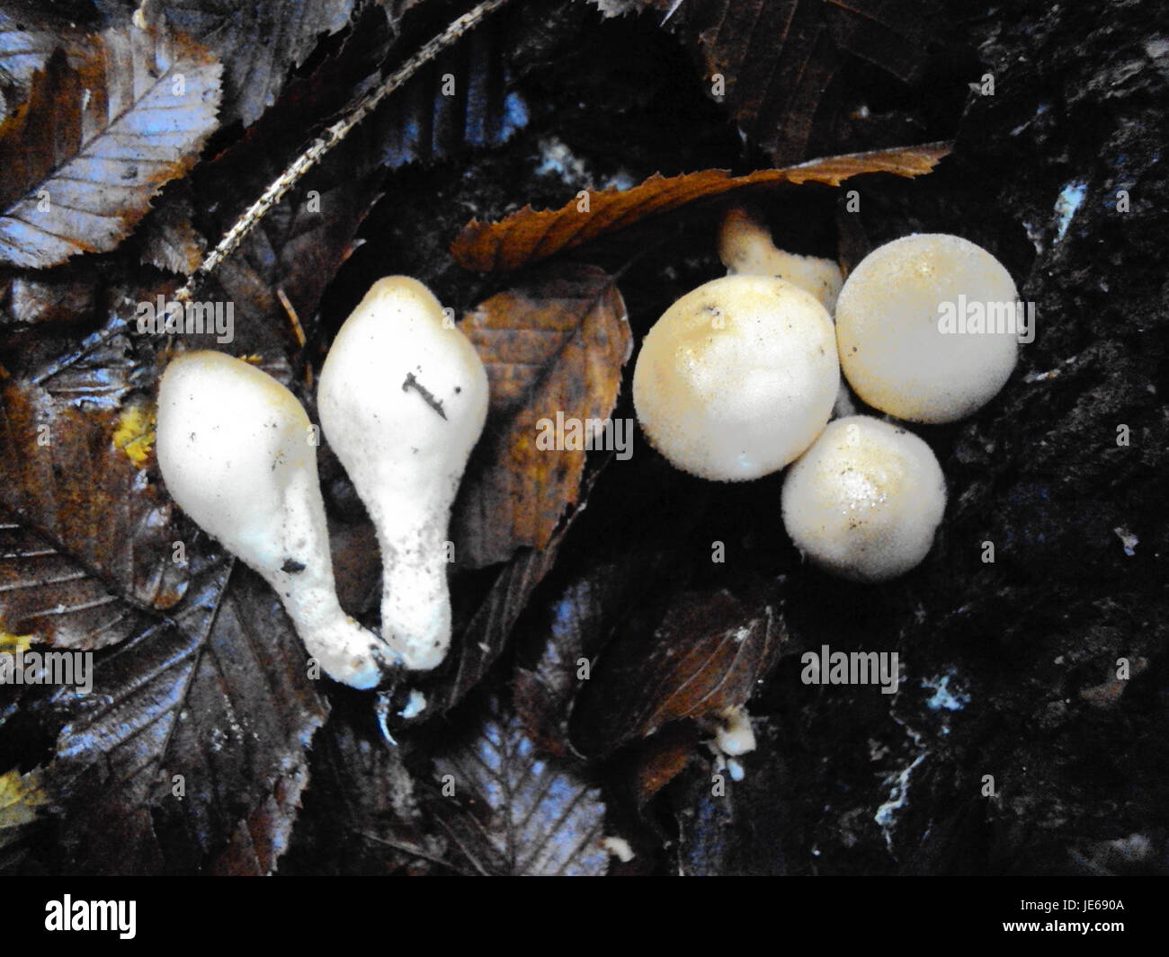 Die Pro Kabaddi League (PKL) Saison 2014-2015 war die dritte Auflage der indischen Profi-Kabaddi-Liga. Es waren Teams aus verschiedenen Städten Indiens, die in einer Reihe von Spielen zur Bestimmung des Champions antraten. Die Liga war ein wichtiges Ereignis, um Kabaddi in Indien zu fördern und seine Popularität zu steigern. Stockfoto